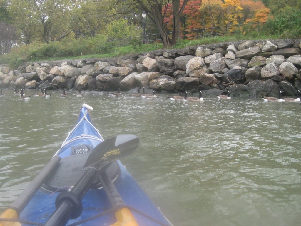 Geese at Fort Washington Park.