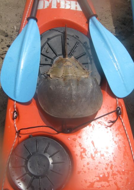 Horseshoe Shell.