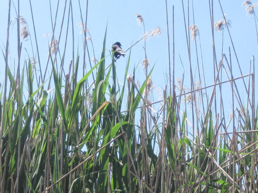 Bird in Marsh. May 2013.