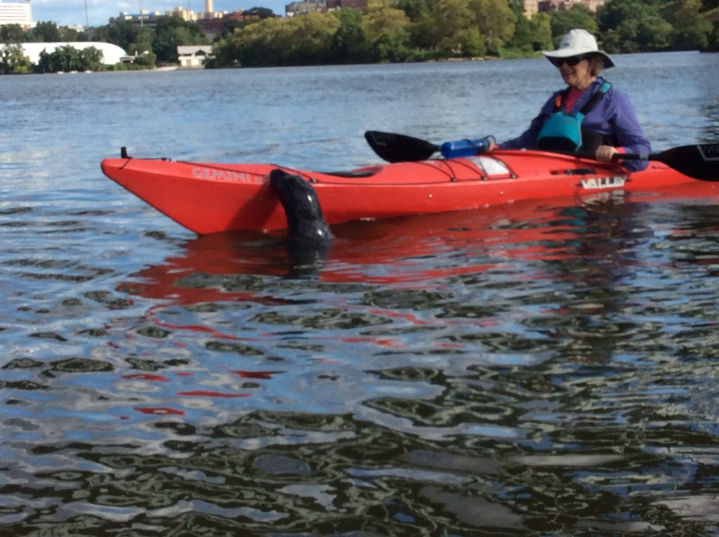 The Inwood Seal meets the Gemini.