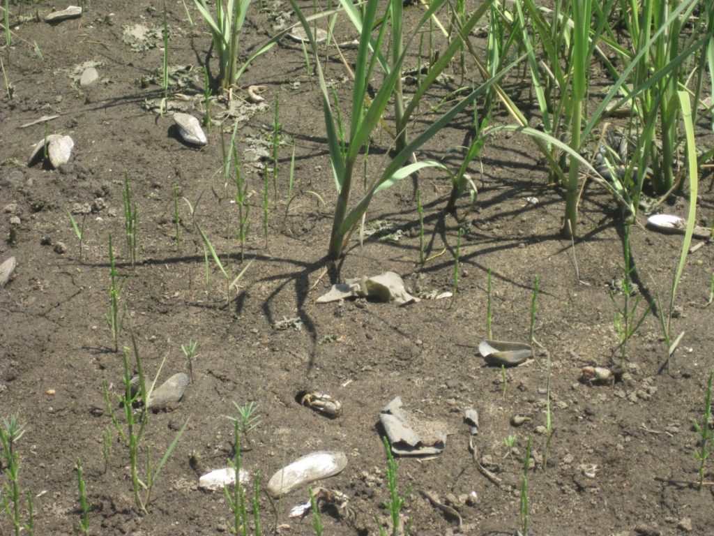 Fiddler Crabs.