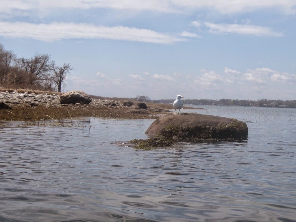 Norwalk Islands, April 2015