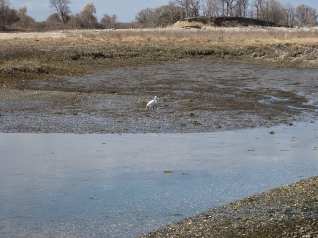 Norwalk Islands, April 2015