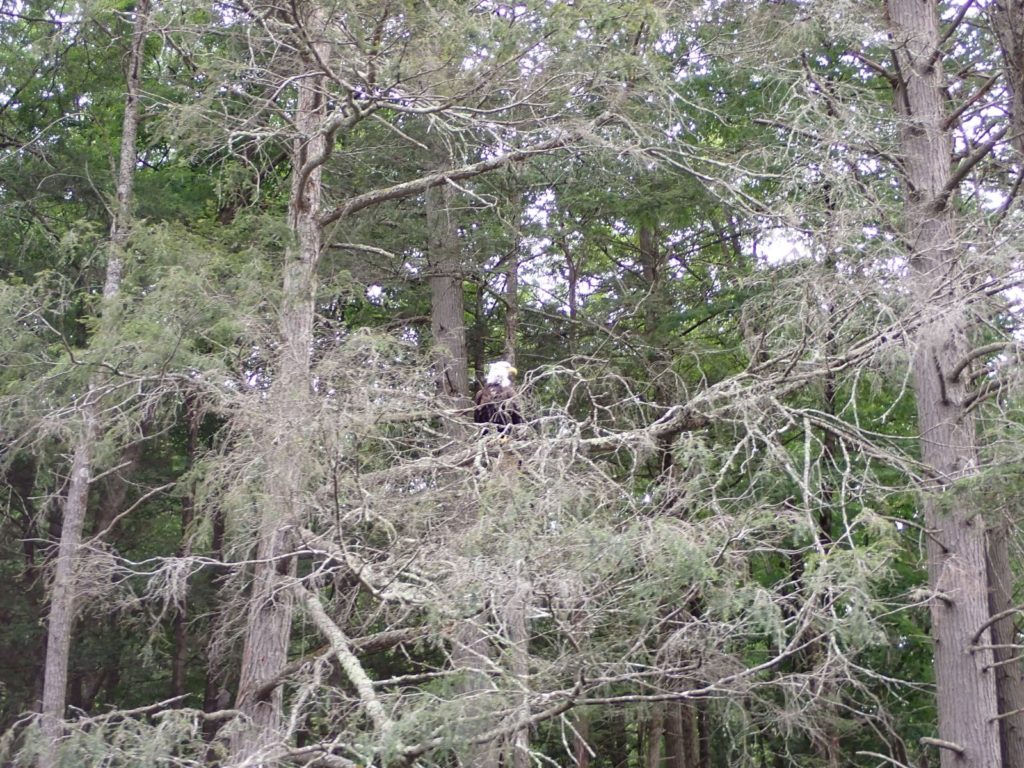 Eagle in Tree.