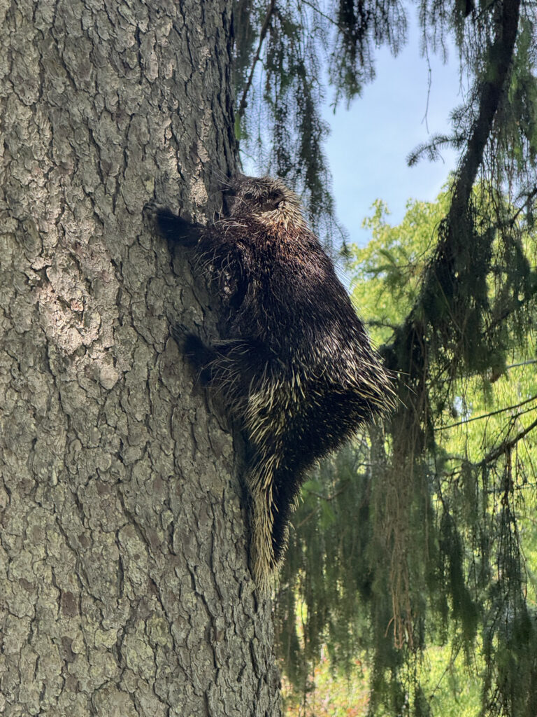 Porcupine